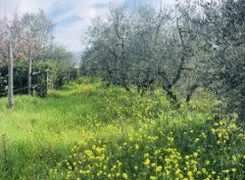 Terreno Edificabile In Vendita In Via Fissa O Madonnone A Quarrata