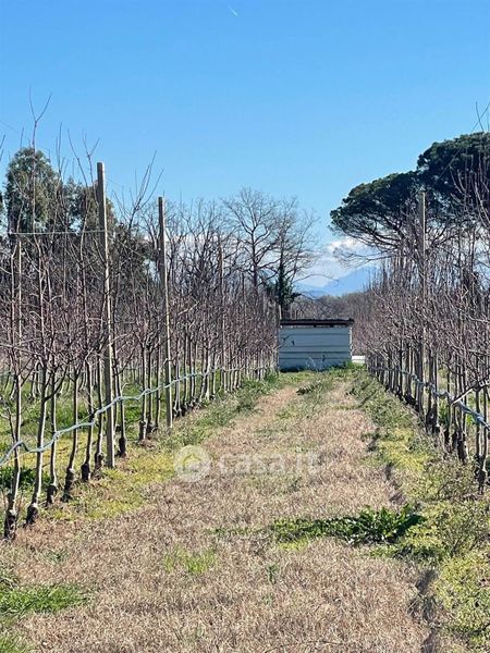 Terreni Agricoli In Vendita A Carinola In Zona Centro Casa It