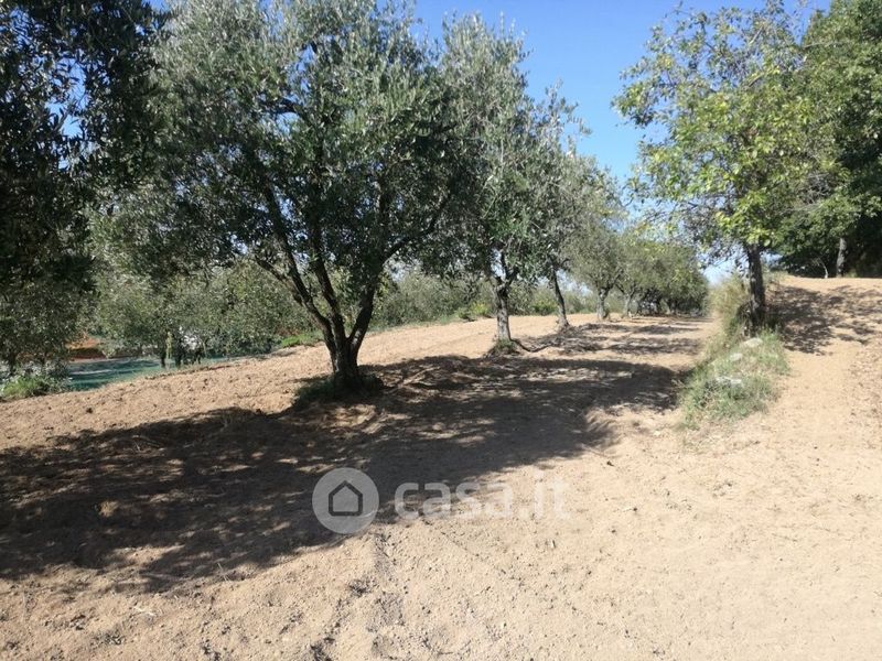 Terreni Agricoli In Vendita A Sessa Aurunca In Zona San Carlo Casa It