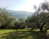 Terreno agricolo in vendita