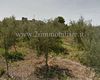 Terreno agricolo in vendita