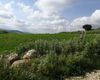 Terreno agricolo in vendita