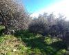 Terreno agricolo in vendita