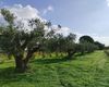 Terreno agricolo in vendita