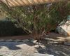 Terrazza
