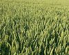 Terreno agricolo in vendita