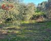 Terreno agricolo in vendita