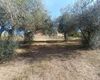 Terreno agricolo in vendita