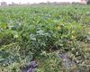 Terreno agricolo in vendita