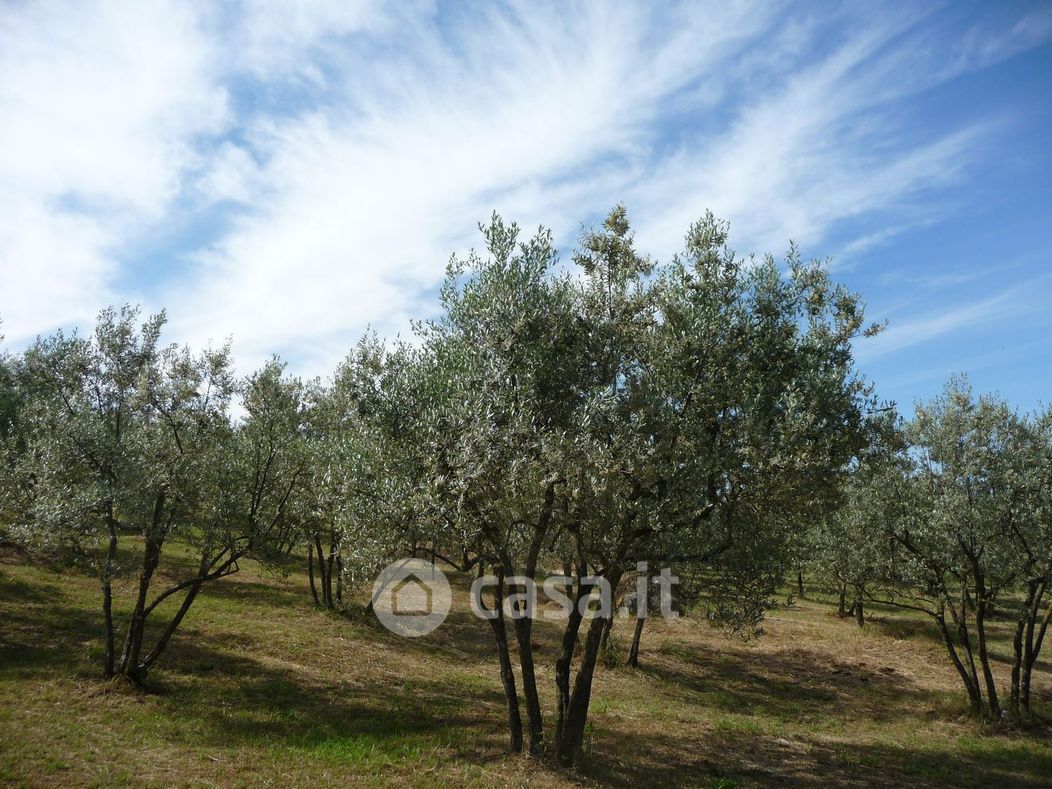 Terreno agricolo in Vendita in Viciomaggio a Civitella in Val di Chiana