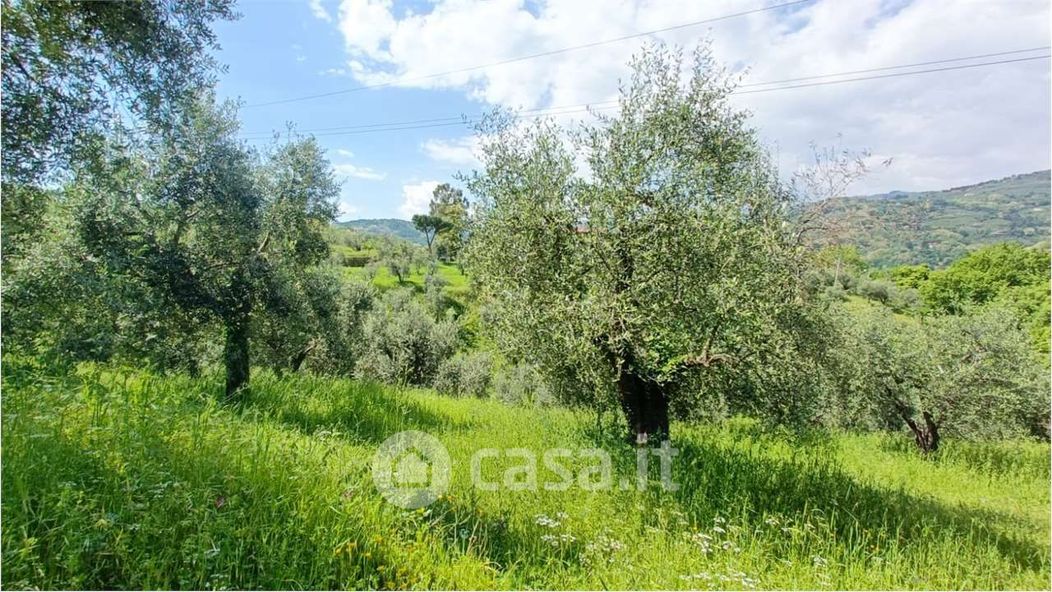 Terreno agricolo in Vendita in Via del Pino a Pieve a Nievole