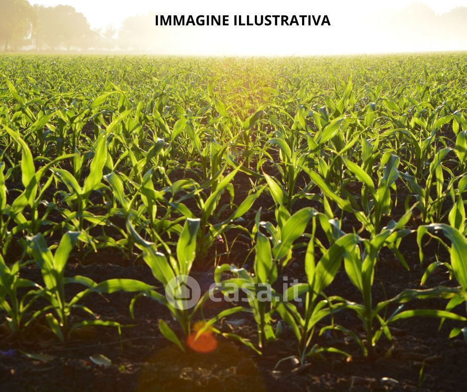 Terreno agricolo in Vendita in Via Punta Gorzone a Chioggia