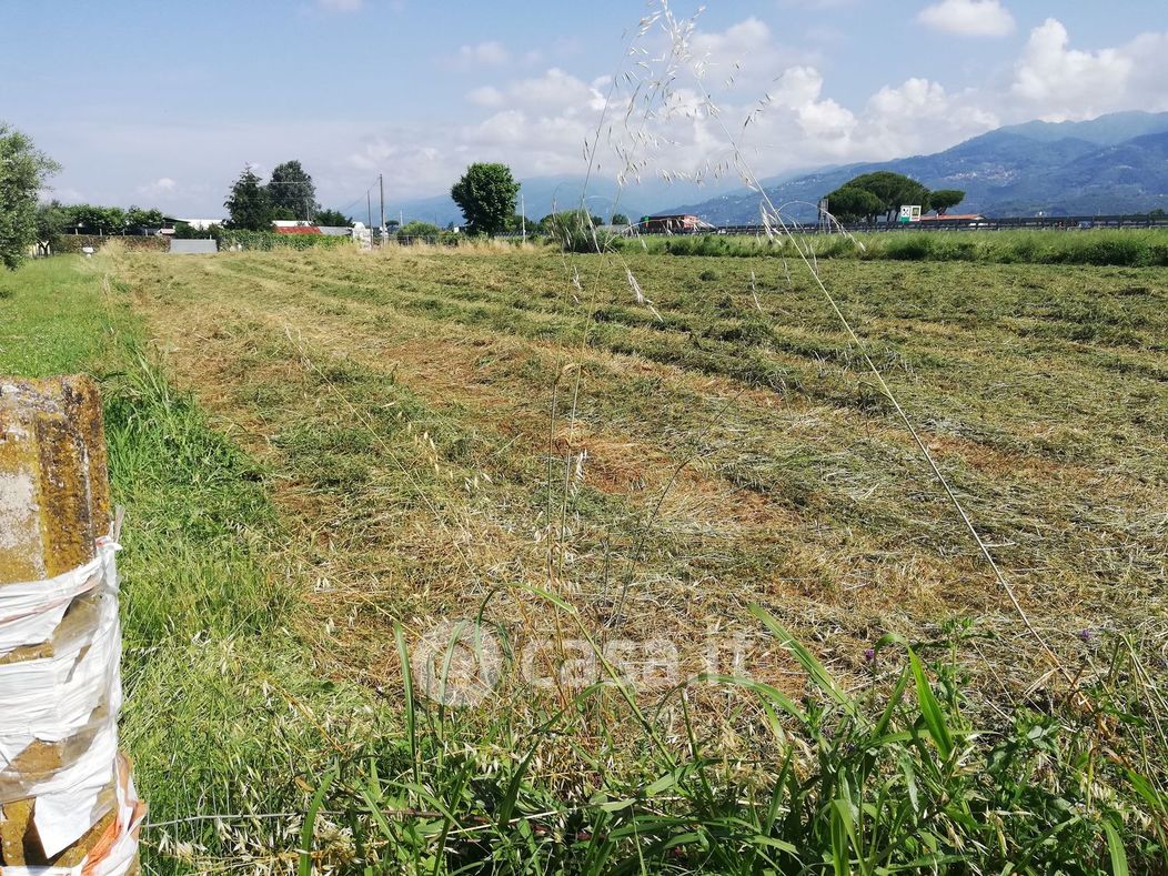 Terreno agricolo in Vendita in Via Macchia Monteggiorini a Camaiore