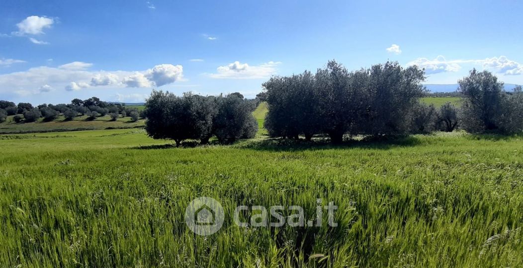 Terreno agricolo in Vendita in Località Le Mandrie a Tuscania