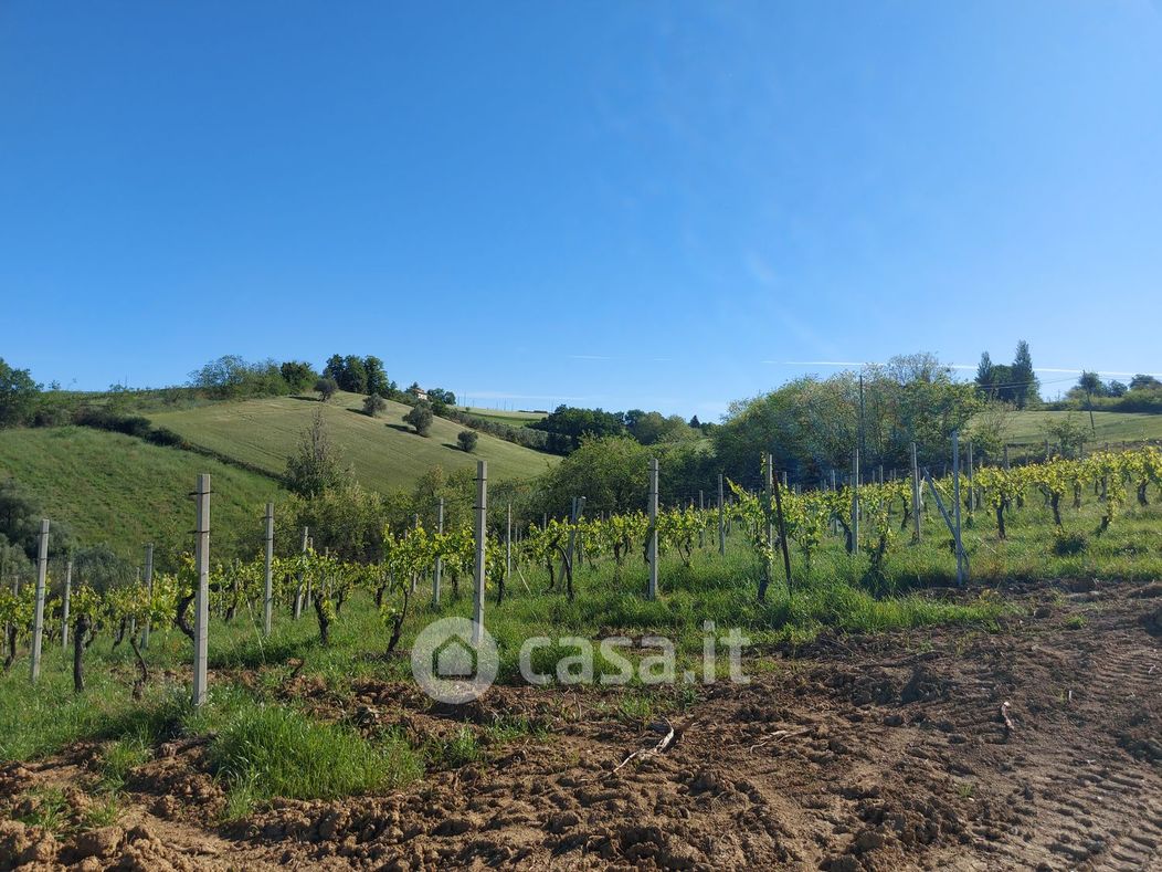 Terreno agricolo in Vendita in Via Colle Ravara a Serra de' Conti