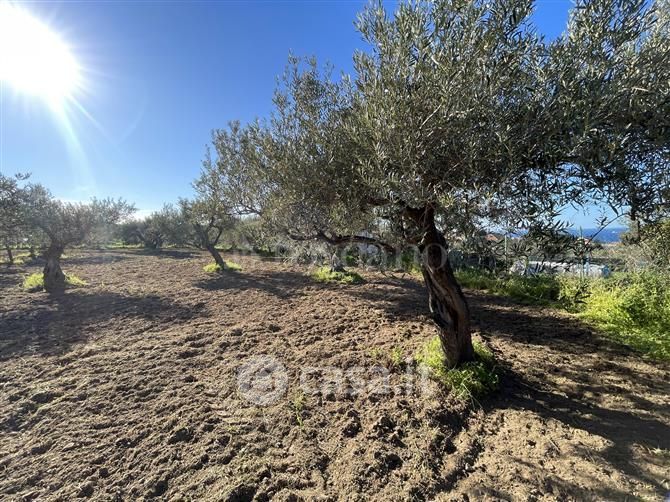 Terreno agricolo in Vendita in Contrada Malapezza a Messina