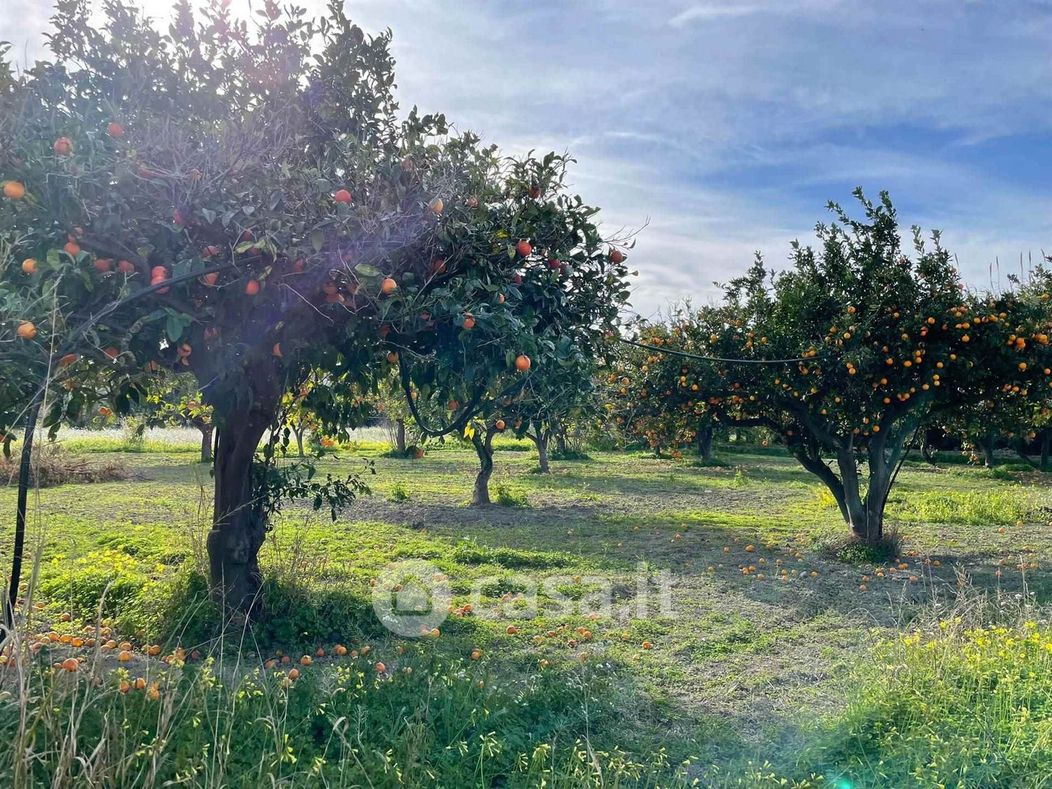 Terreno agricolo in Vendita in Via Palmiro Togliatti a Borgia