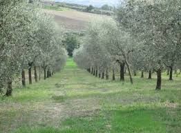 Terreno agricolo in Affitto in Via di pancole a Greve in Chianti