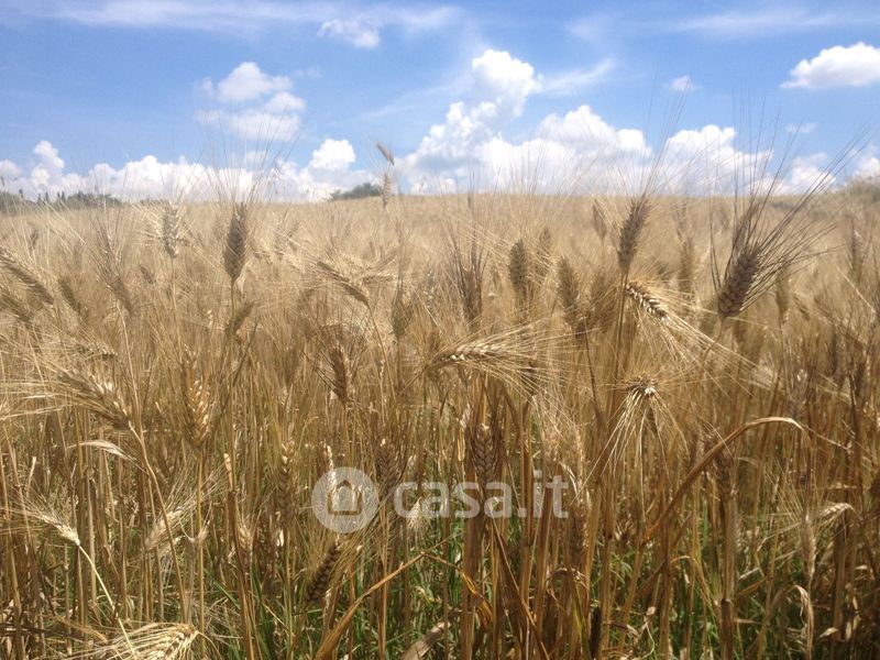 Terreno agricolo in Vendita in S. giovanni a Lonigo