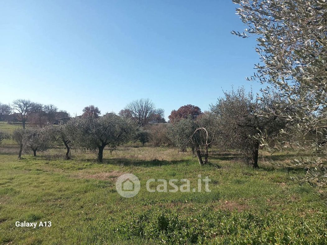 Terreno agricolo in Vendita in Via Monti a Castel Sant'Elia