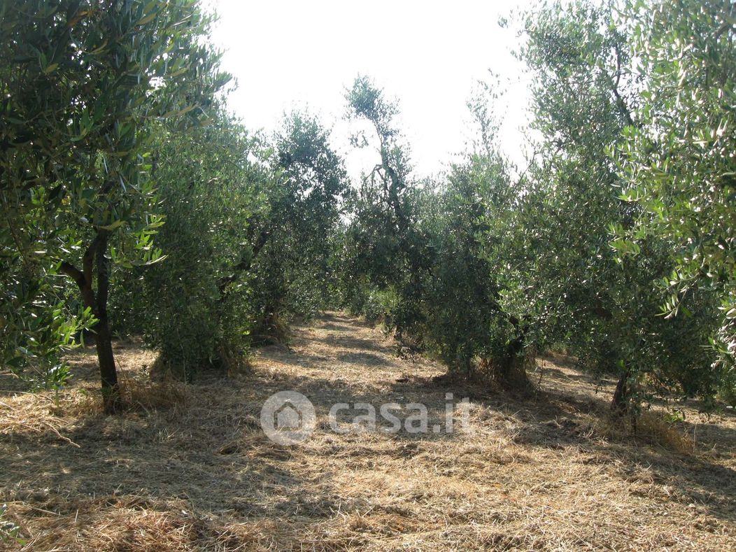 Terreno agricolo in Vendita in Via dei castagni a Casciana Terme Lari