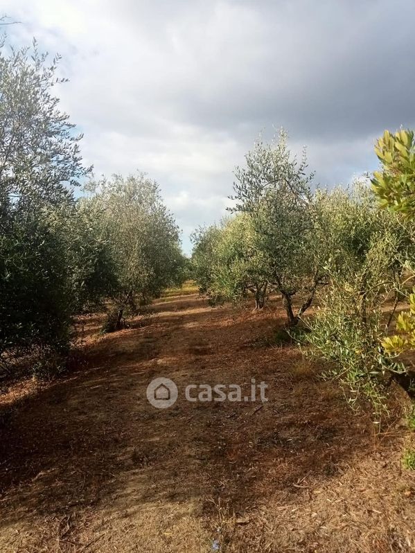 Terreno agricolo in Vendita in Via sanminiatese a San Miniato