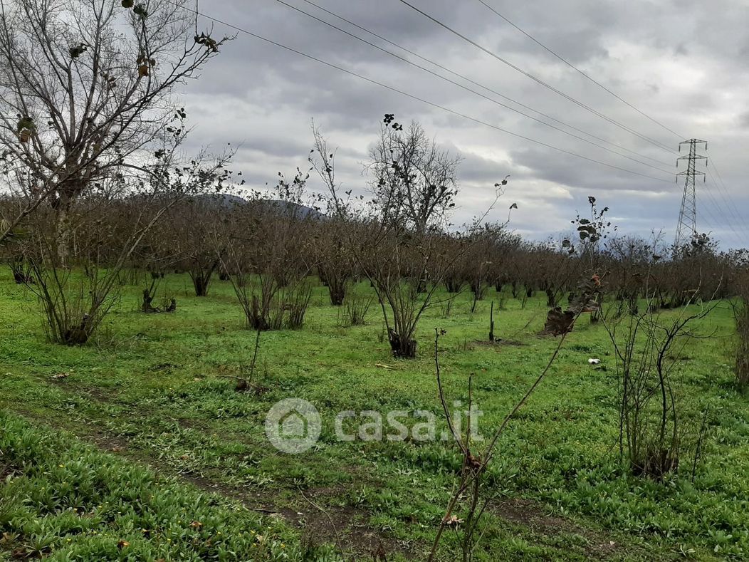 Terreno agricolo in Affitto in Nola san Gennaro a San Gennaro Vesuviano