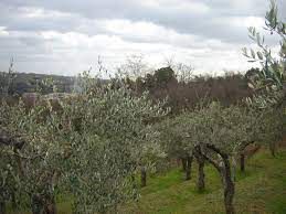 Terreno agricolo in Vendita in Via dell'antella a Bagno a Ripoli