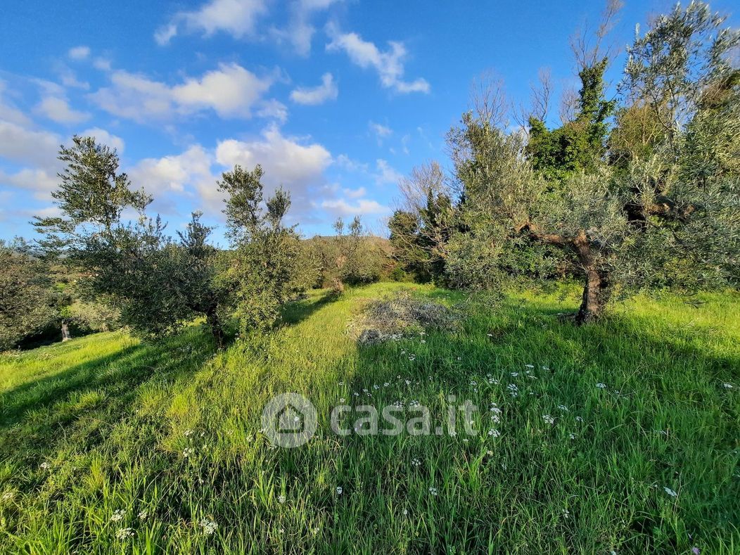 Terreno agricolo in Vendita in Via roma a Castellina Marittima