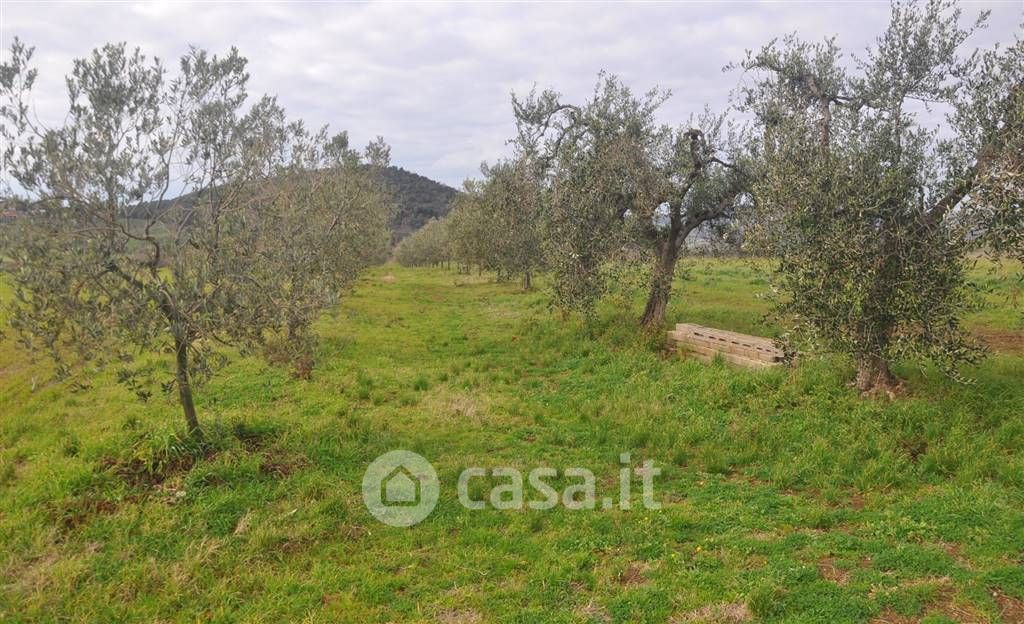 Terreno agricolo in Vendita in Località Case Nuove a Montecatini Val di Cecina