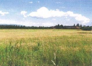 Terreno agricolo in Vendita in a Montecatini-Terme