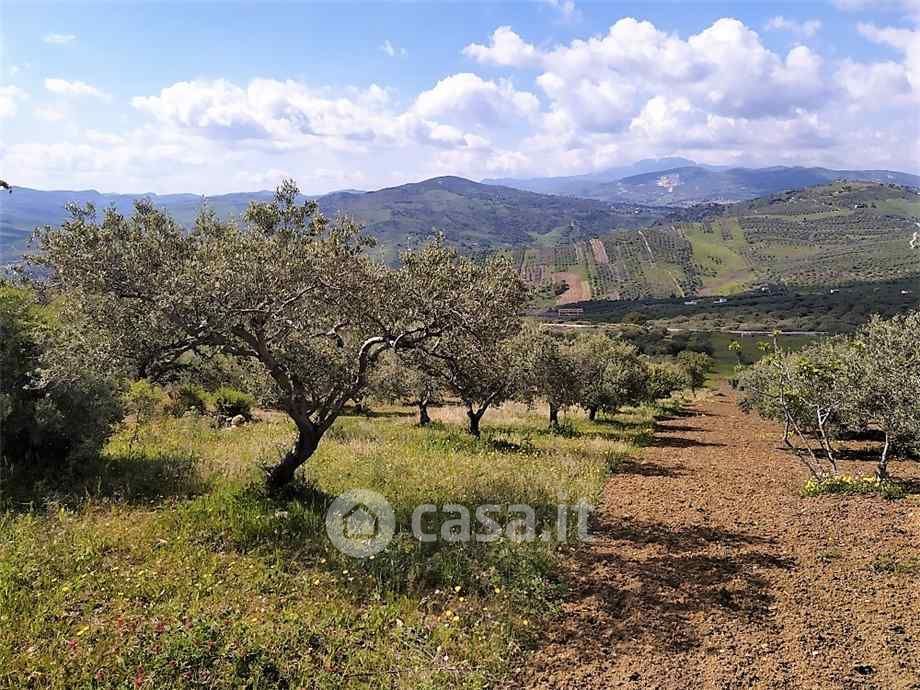Terreno agricolo in Vendita in Contrada Valle Corvo a Casteldaccia