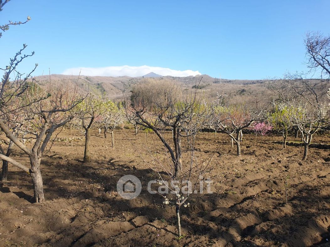 Terreno agricolo in Vendita in Via Tarderia a Pedara