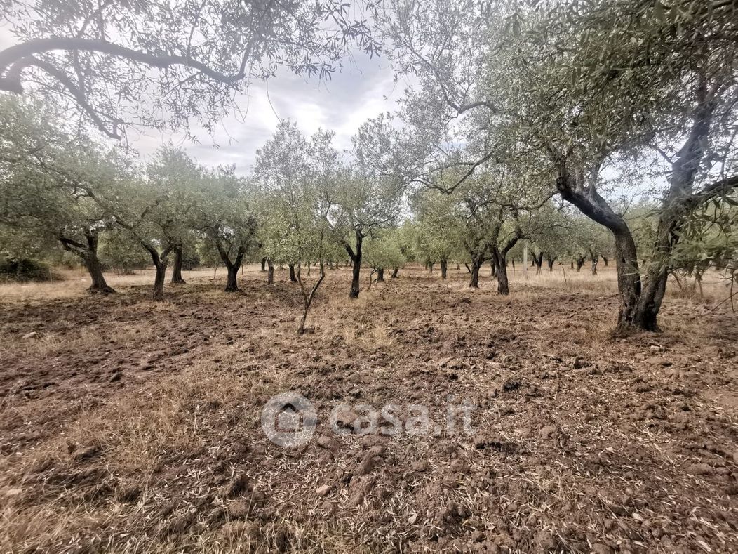 Terreno agricolo in Vendita in Regione La Scaletta a Alghero