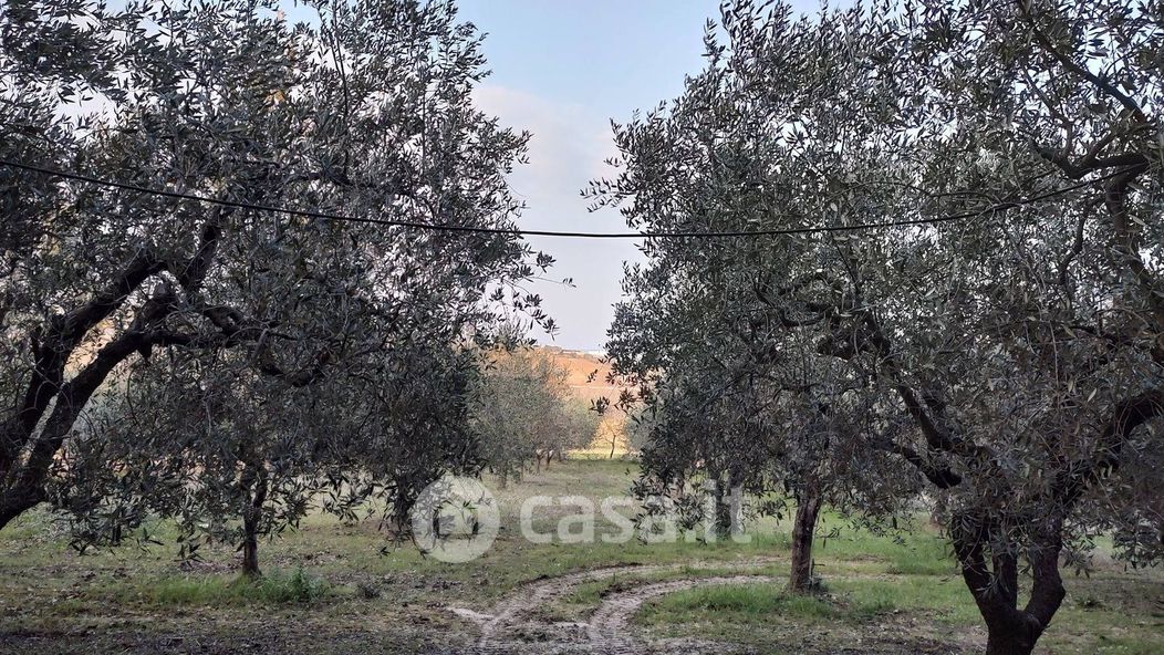 Terreno agricolo in Vendita in Via Piomba a Città Sant'Angelo