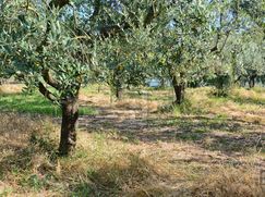Terreno agricolo in Commerciale