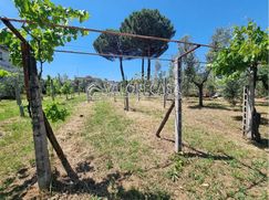 Terreno agricolo in Commerciale