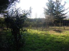 Terreno agricolo in Commerciale