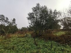 Terreno agricolo in Commerciale