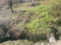 Terreno agricolo in Commerciale