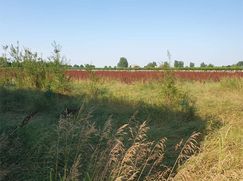 Terreno agricolo in Commerciale
