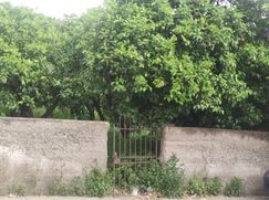 Terreno agricolo in Commerciale