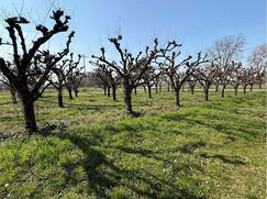 Terreno agricolo in Commerciale