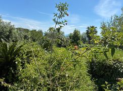 Terreno agricolo in Commerciale