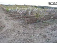 Terreno agricolo in Commerciale