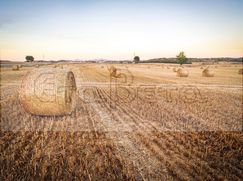 Terreno agricolo in Commerciale