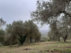 Terreno agricolo in Commerciale