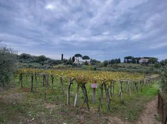 Terreno agricolo in Commerciale