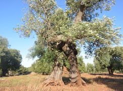 Terreno edificabile in Residenziale