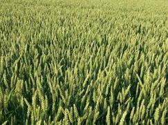 Terreno agricolo in Commerciale